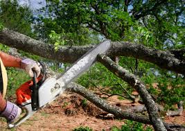 How Our Tree Care Process Works  in Jamaica Beach, TX